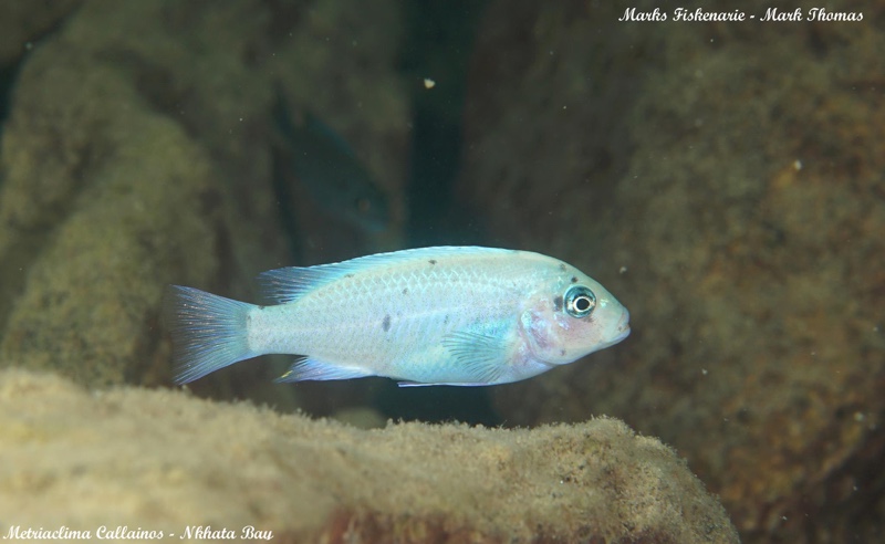 Maylandia callainos 'Nkhata Bay'